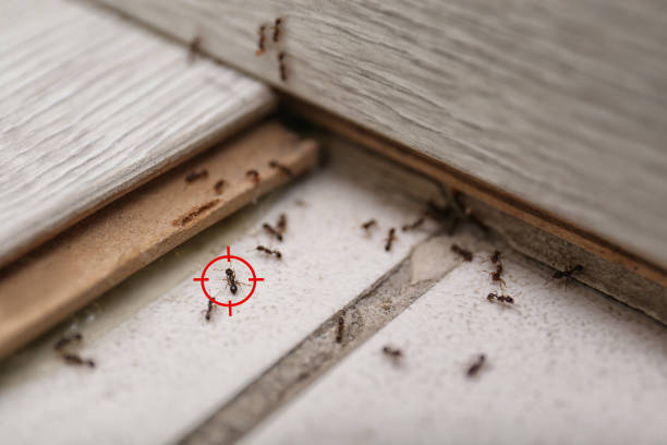 Wasp Removal Services in Midland, PA