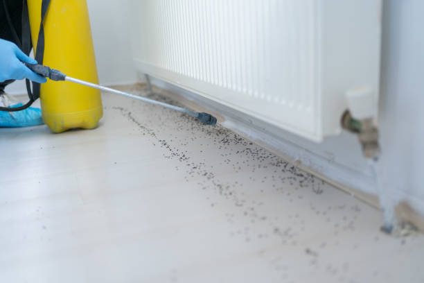 Best Flea Control Services  in Midland, PA